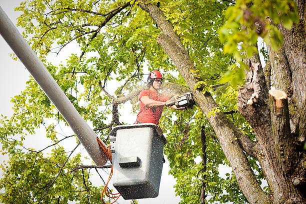 Lockhart, FL Tree Care  Company