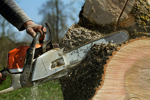 Best Tree Removal  in Lockhart, FL